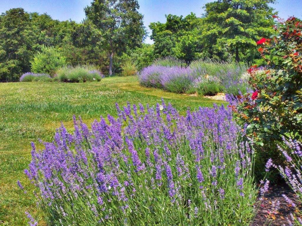 Blooming Hill Lavender Farm | 19929 Telegraph Springs Rd, Purcellville, VA 20132 | Phone: (703) 431-0779
