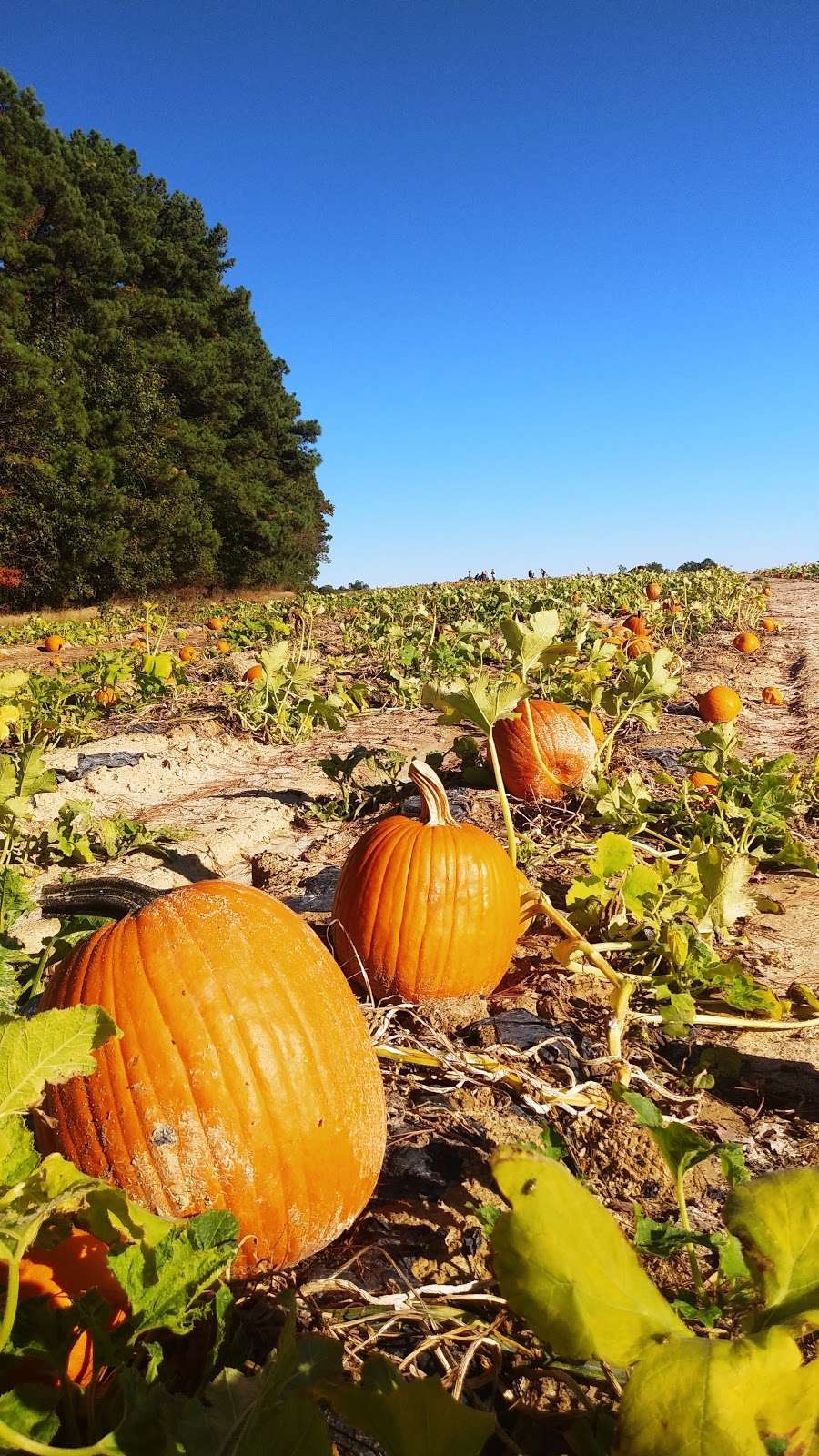 Hanover Vegetable Farm | 13580 Ashland Rd, Ashland, VA 23005, USA | Phone: (804) 752-2334