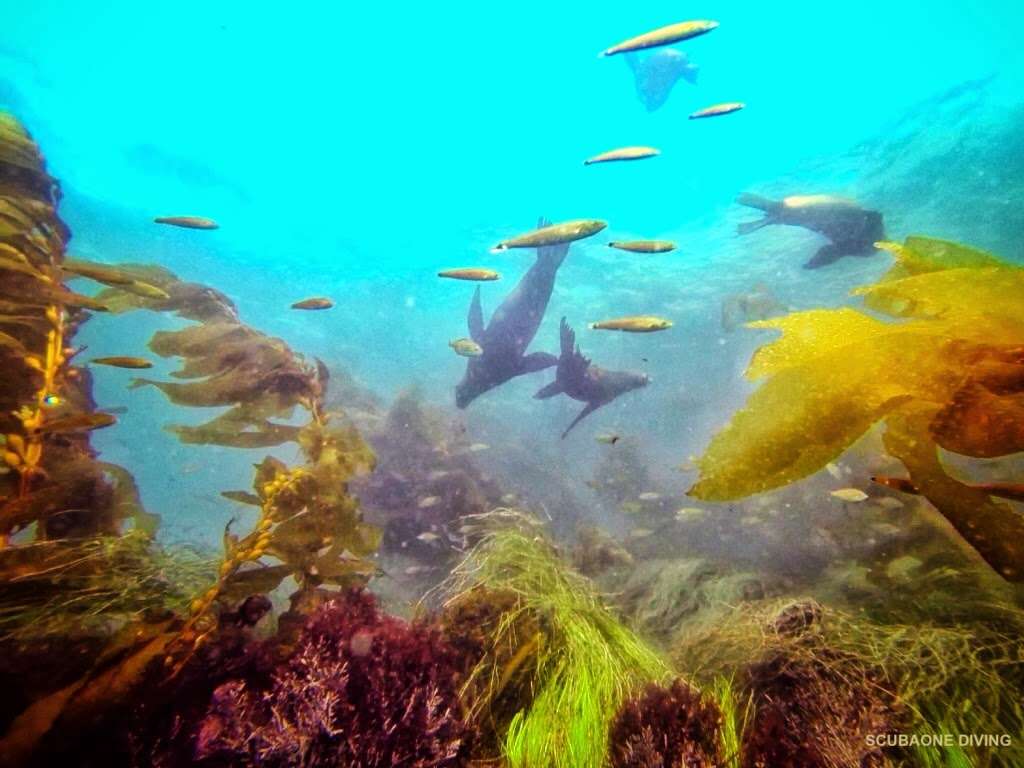 ScubaOne Diving | 15375 Braun Ct, Moorpark, CA 93021, USA | Phone: (919) 810-1833