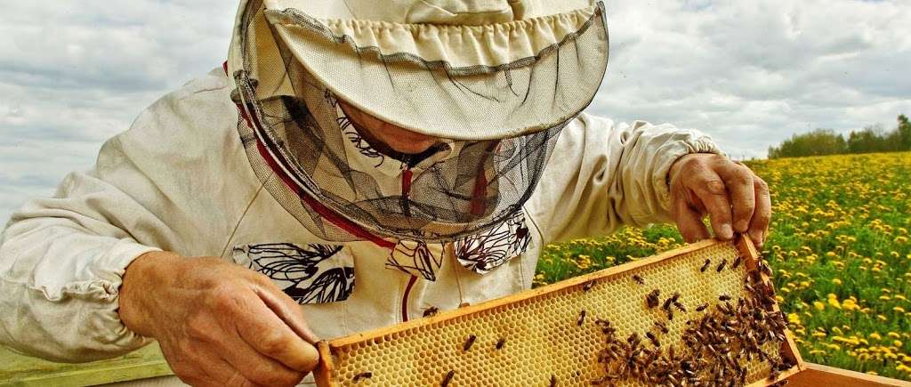 Bee removal/Snyder’s Hives and Honey | 1844 Timbers W Blvd, Rockledge, FL 32955, USA | Phone: (321) 543-2702