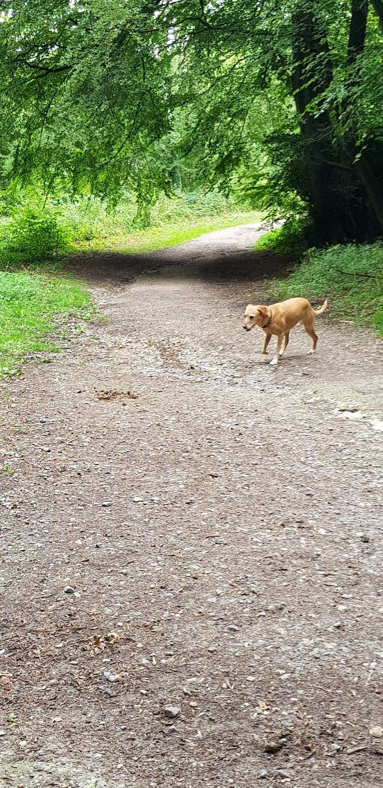 Great Church Wood Nature Reserve | Woldingham, Caterham CR3 7JG, UK