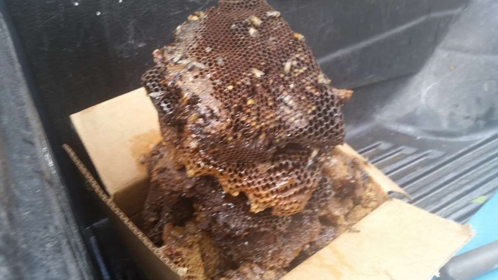Honey Bee Rescue & Swarm Removal | 10656 Keysville Rd, Emmitsburg, MD 21727, USA | Phone: (301) 748-8372