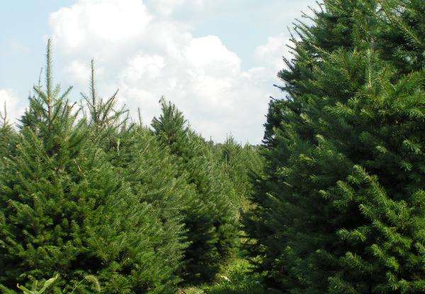 Bloomsburg Christmas Tree Farm | 198 Mainville Dr, Bloomsburg, PA 17815, USA | Phone: (570) 759-8881