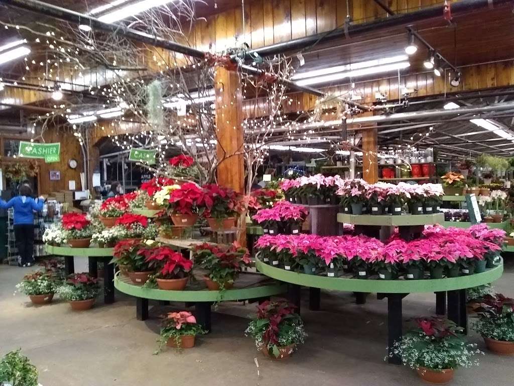 Mahoneys Garden Center | 242 Cambridge St, Winchester, MA 01890 | Phone: (781) 729-5900