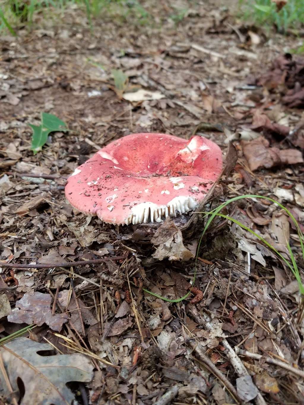 Blair Mill Park | 5192-, 5276 Stevens Mill Rd, Matthews, NC 28104, USA