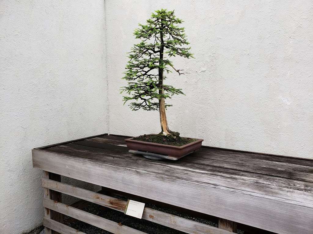 National Bonsai Foundation Inc | 3501 New York Ave NE, Washington, DC 20002, USA | Phone: (202) 396-3510