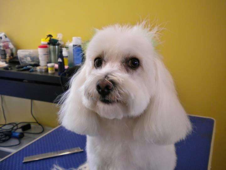 Groomers Lounge & More | 7720 Brentwood Blvd, Brentwood, CA 94513, USA | Phone: (925) 240-0676