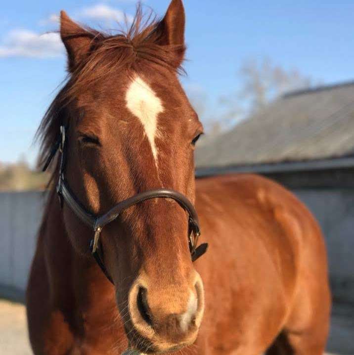 Holy Spirit Farm and Horse Sanctuary | 131 Justa Rd, Wernersville, PA 19565, USA | Phone: (610) 698-4480