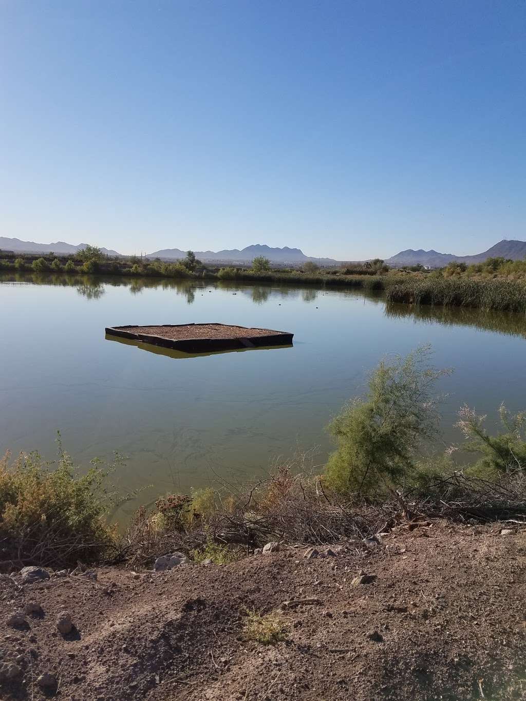 Henderson Bird Viewing Preserve | 350 East Galleria dr., Henderson, NV 89011, USA | Phone: (702) 267-4180