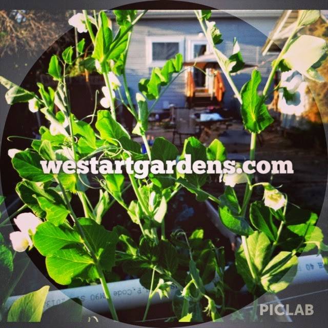 We Start Gardens | 339 Timber Way, Milpitas, CA 95035, USA | Phone: (408) 915-6861