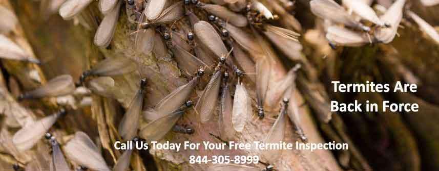 Dependable Exterminating Co., Inc. | 2812 Coddington Ave, Bronx, NY 10461, USA | Phone: (718) 824-4444