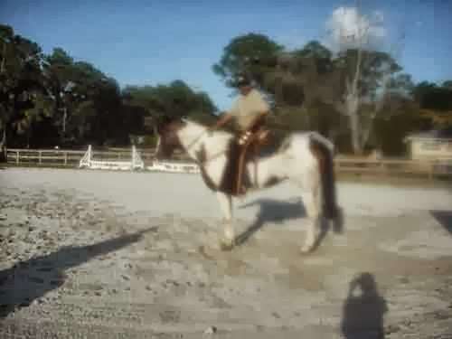 Equestrians First Place | 11128 Sunset Blvd, Royal Palm Beach, FL 33411, USA | Phone: (561) 827-6681