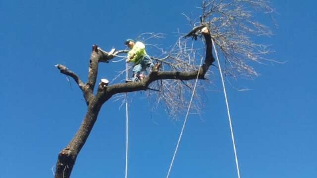 Ed-tree service | 14303 Hickory Stream Ct, Houston, TX 77068, USA | Phone: (281) 780-7768