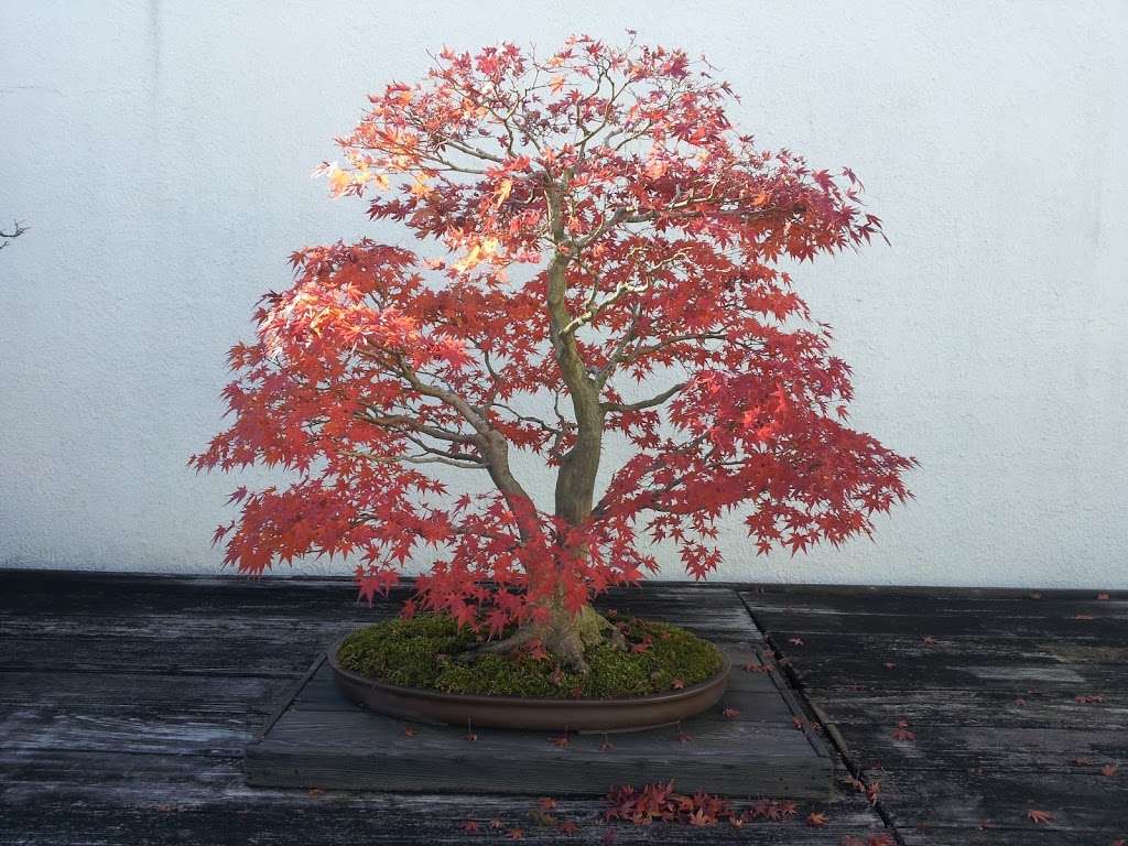 National Bonsai Foundation Inc | 3501 New York Ave NE, Washington, DC 20002, USA | Phone: (202) 396-3510