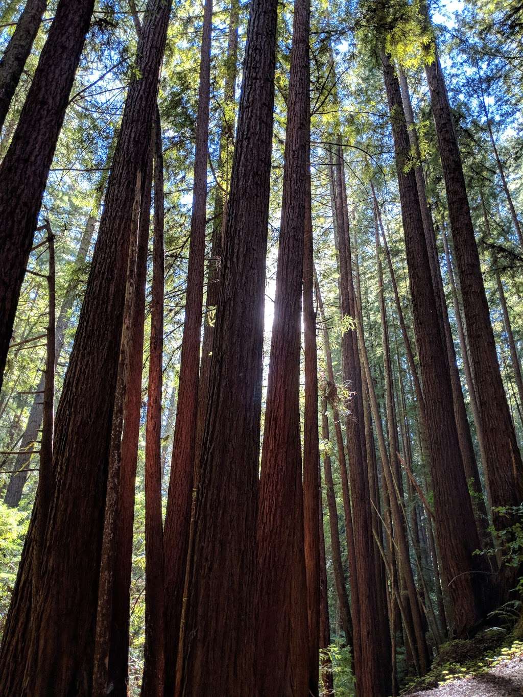 Fall Creek Unit, Henry Cowell Redwoods State Park | 1561 Felton Empire Rd, Felton, CA 95018, USA | Phone: (831) 335-4598