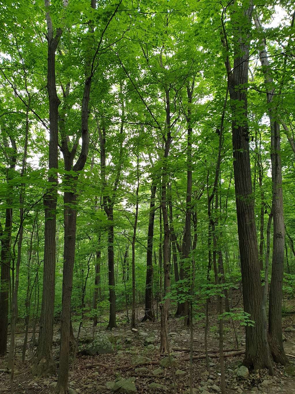 Breakneck Trail | Breakneck Ridge Trail, Cold Spring, NY 10516, USA