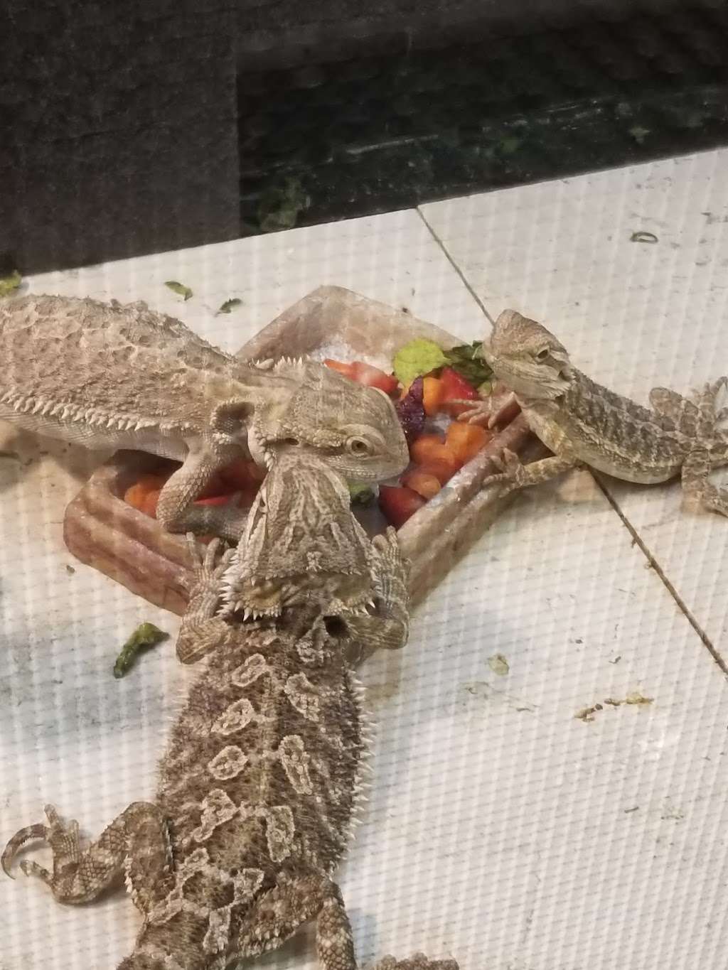 Petco | 12601 Towne Center Dr, Cerritos, CA 90703, USA | Phone: (562) 924-3018