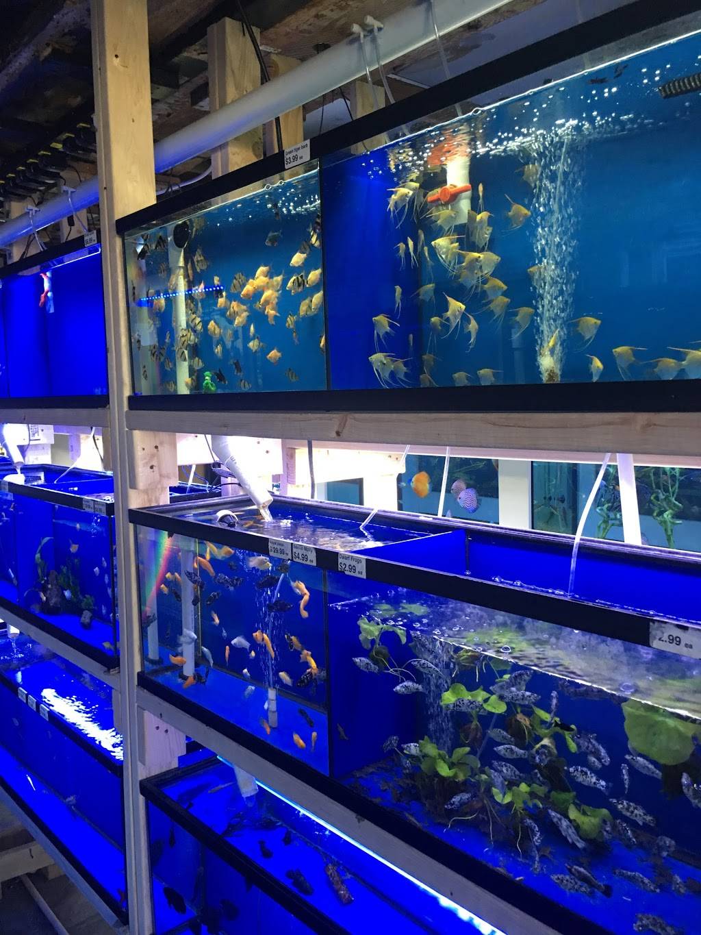 Pet World:Tropical Fish | 891 Harriman Pl, San Bernardino, CA 92408, USA | Phone: (909) 884-3337