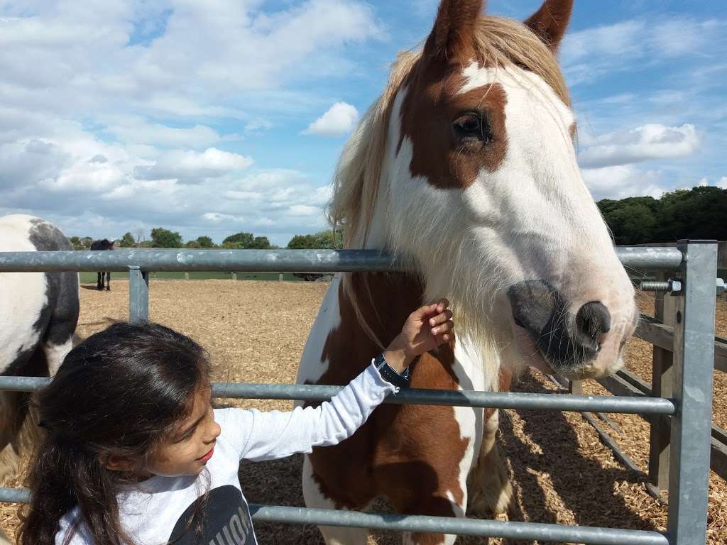 Redwings Horse Sanctuary | Epping Rd, Roydon, Waltham Abbey EN9 2DH, UK | Phone: 01992 892133
