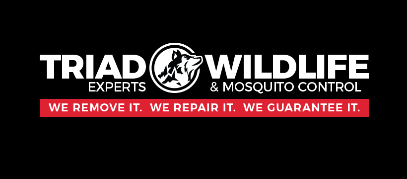 Triad Wildlife Experts | 425 Creekview Dr, Kernersville, NC 27284 | Phone: (336) 365-0564