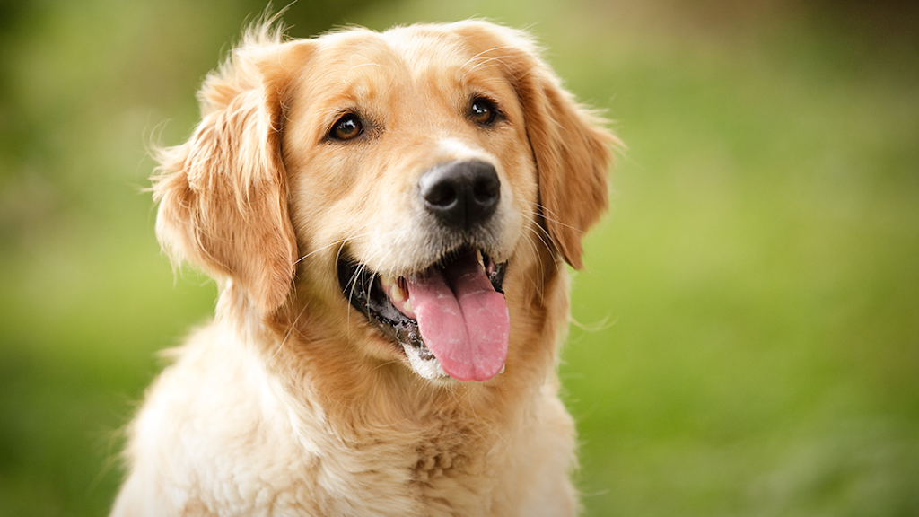 Animal Clinic of Michigan City | 1943 S Woodland Ave, Michigan City, IN 46360, USA | Phone: (219) 879-0249