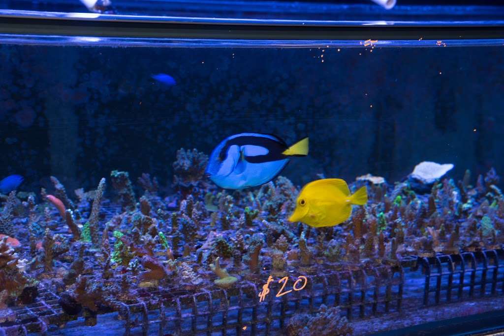 Reefers Garage | Live Coral And Tropical Marine Fish Store | 512 W California Ave #116, Vista, CA 92083, USA | Phone: (760) 936-1288