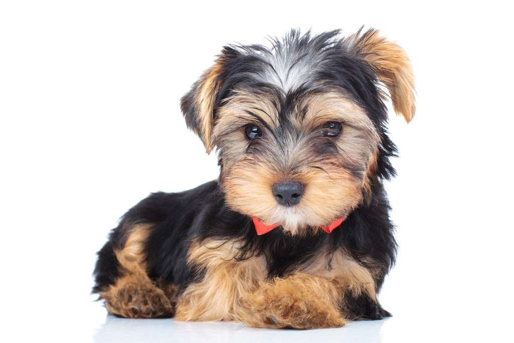 The Puppy Store Las Vegas | 1000 W Sunset Rd, Henderson, NV 89014, USA | Phone: (702) 344-0844