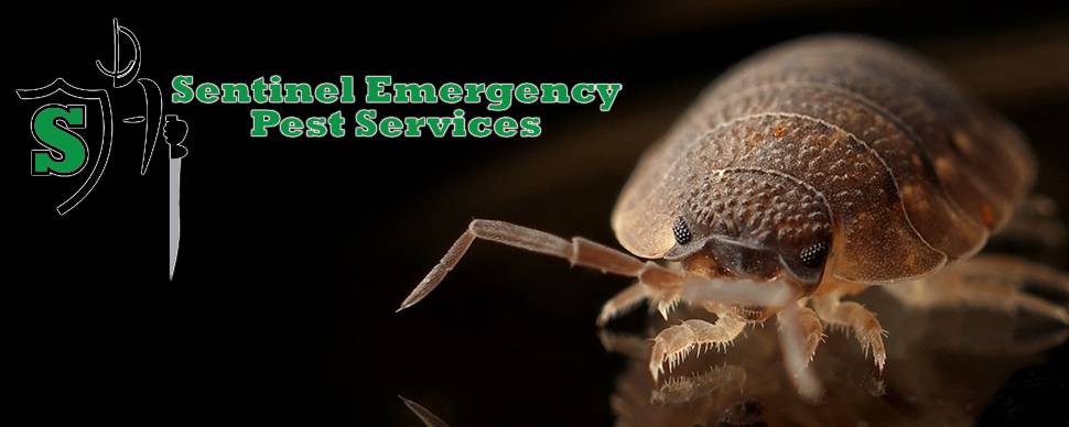 Sentinel Emergency Pest Services | 6661 Huntley Rd suite a, Columbus, OH 43229, USA | Phone: (614) 333-0586