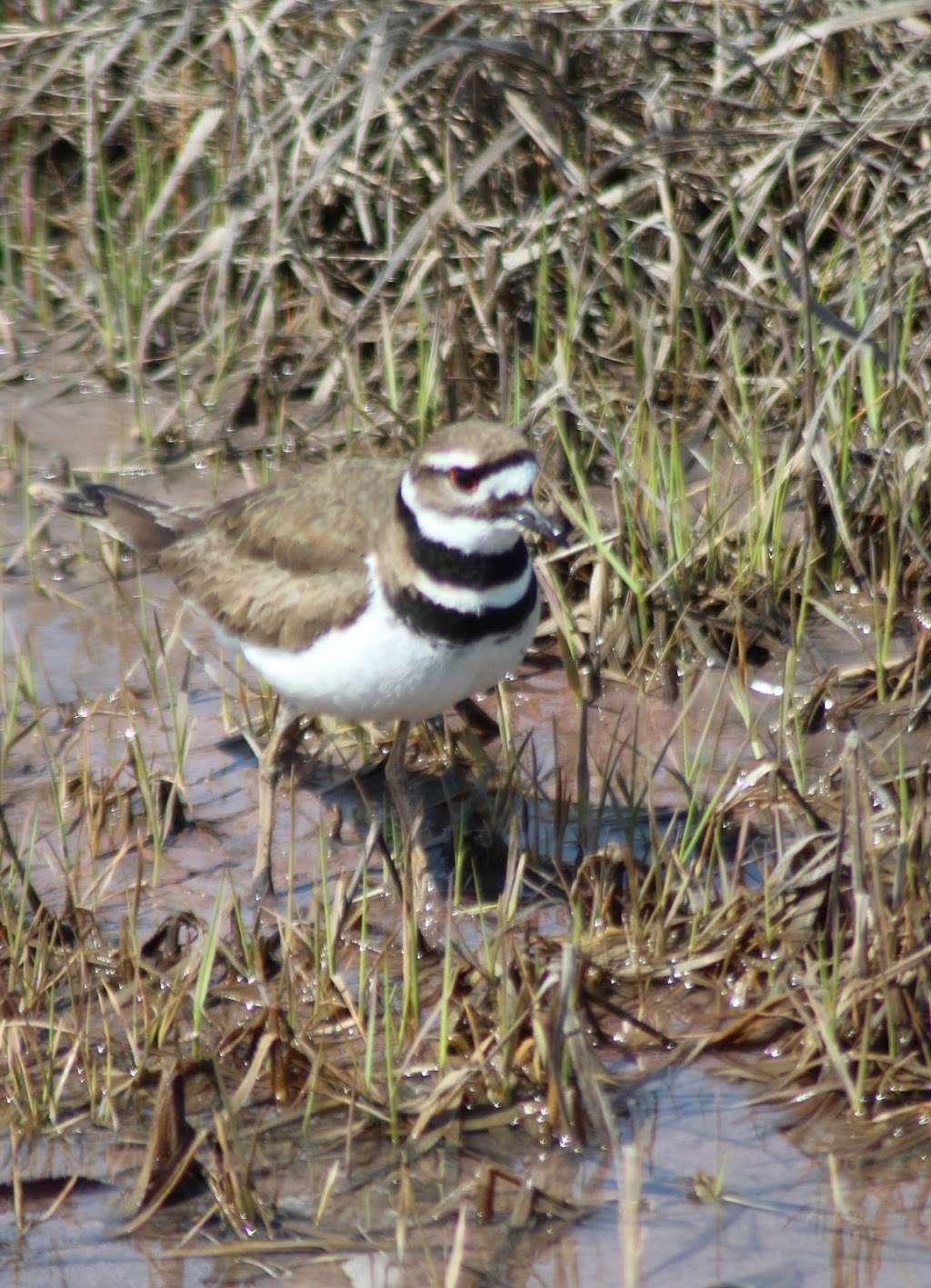 Parker River National Wildlife Refuge Admin Building And Visitor | 6 Plum Island Turnpike, Newburyport, MA 01950, USA | Phone: (978) 465-5753