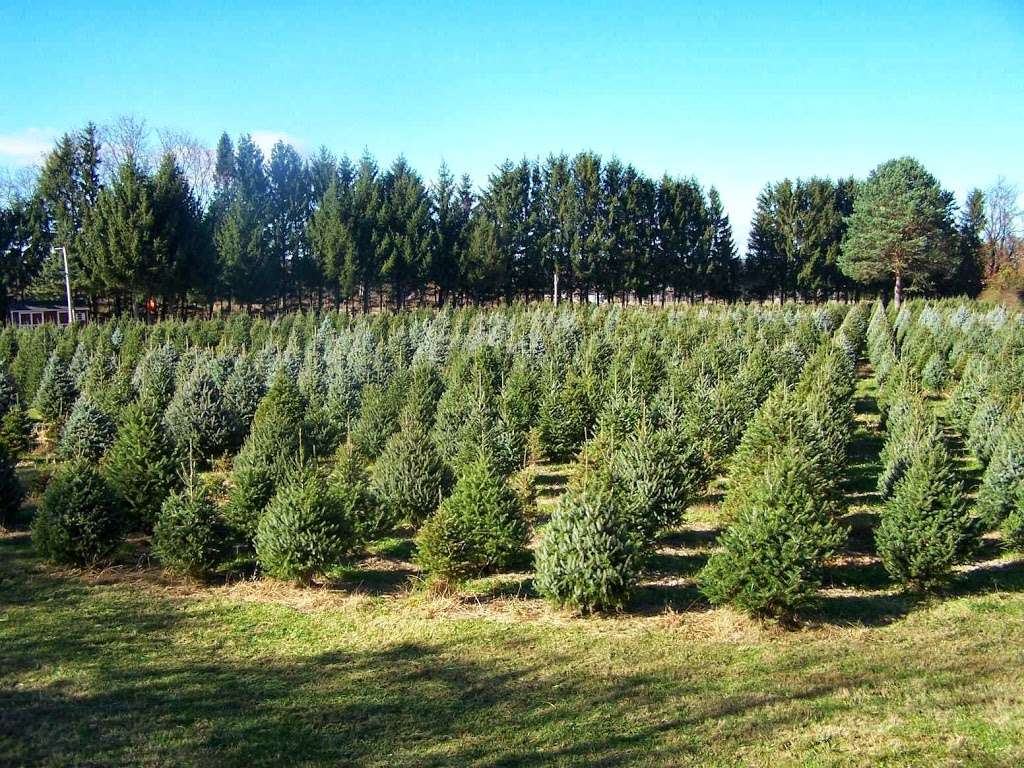 The Plut Christmas Tree Farm | 426 Rt. 31N, Washington, NJ 07882, USA | Phone: (908) 362-1375