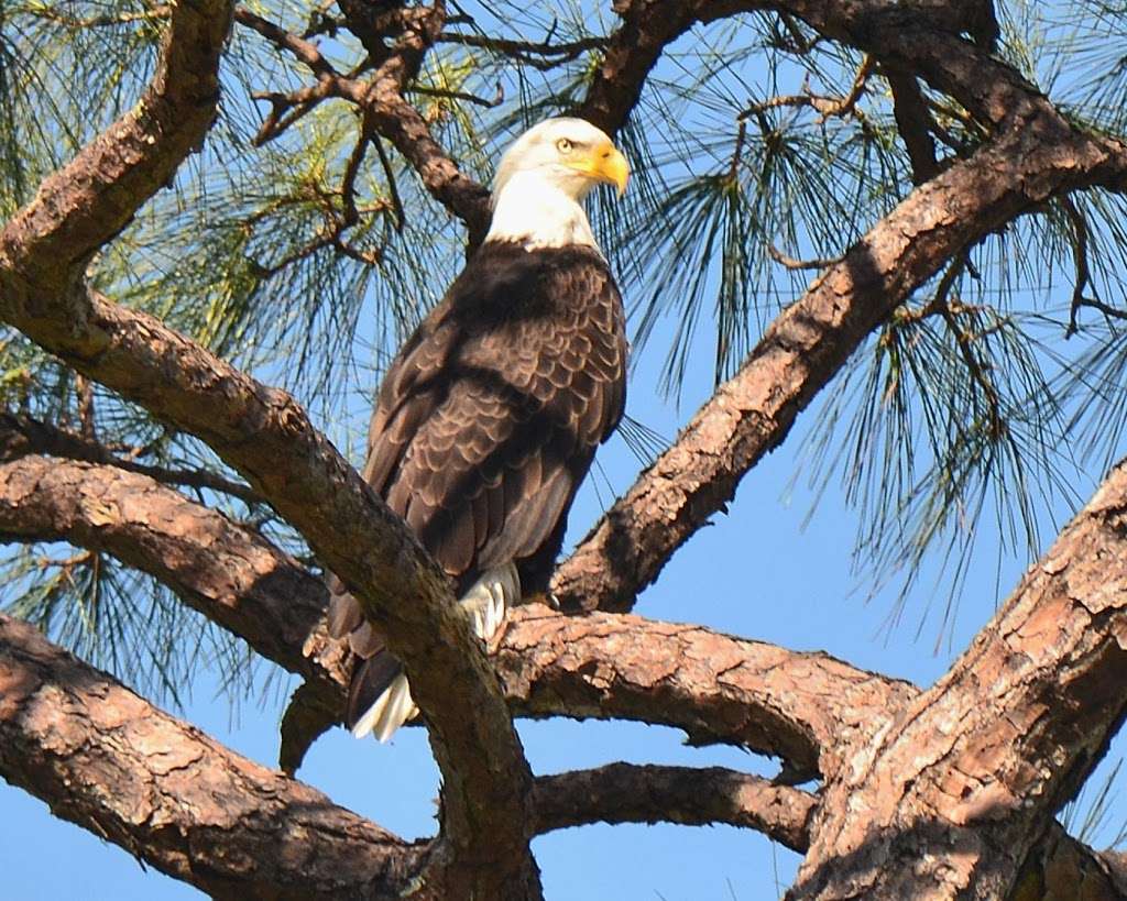 Pine Island Ridge Natural Area | 3900 SW 100th Ave, Davie, FL 33328 | Phone: (954) 357-5130