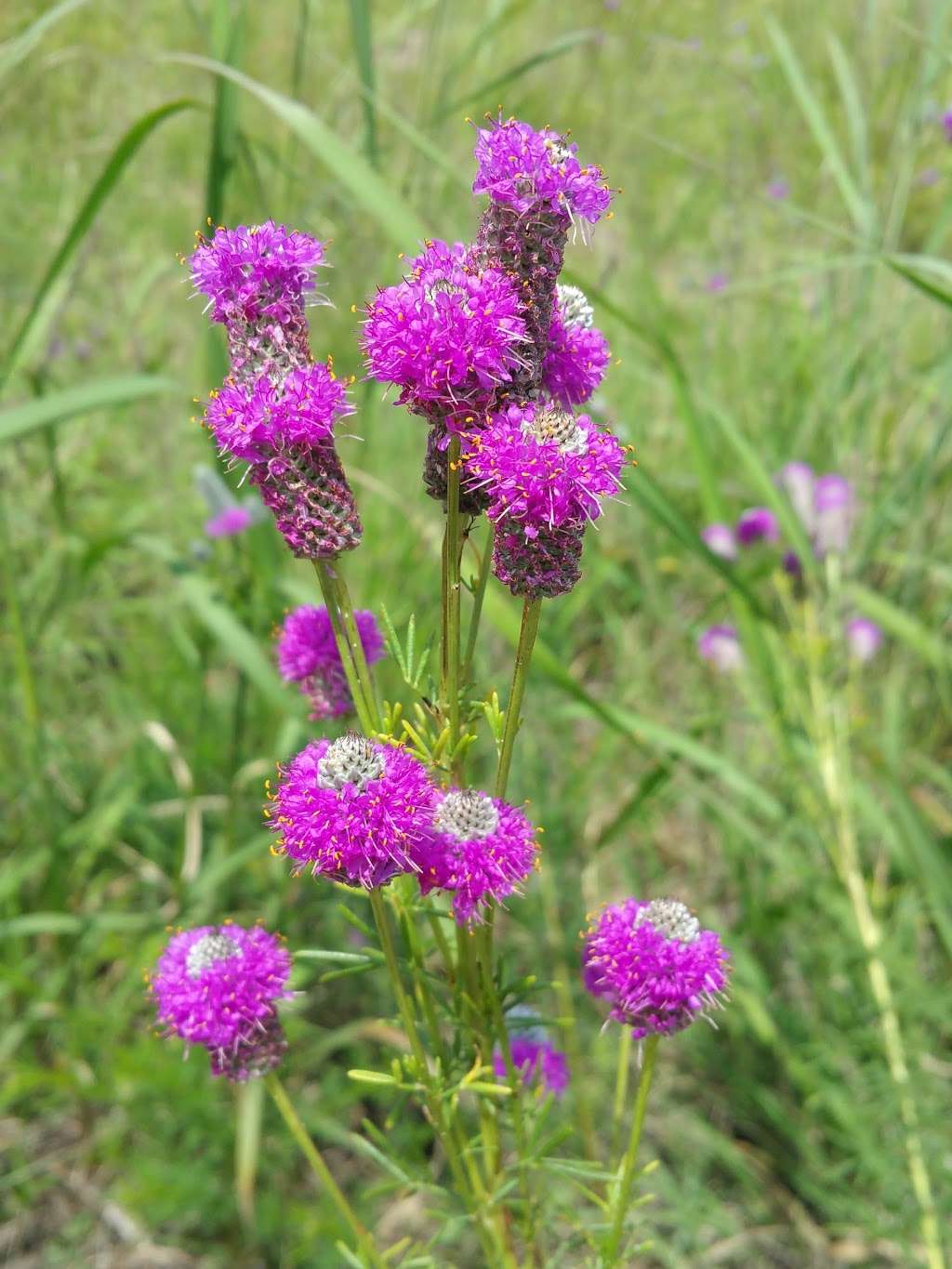 Loyola Dune Habitat | Chicago, IL 60626, USA