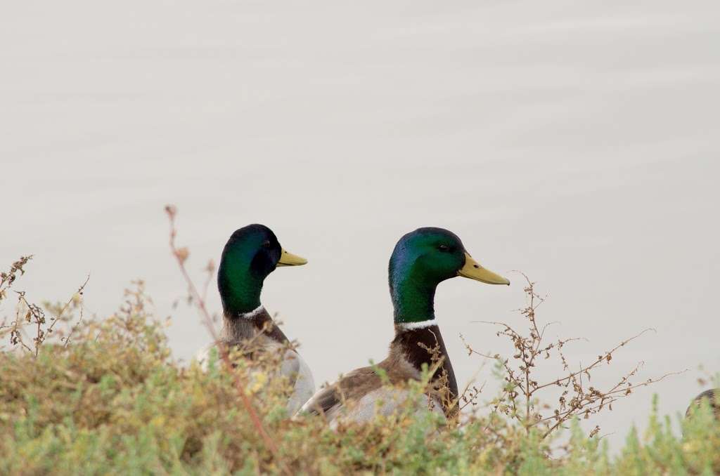 Baylands Nature Preserve - City of Palo Alto | Palo Alto, CA 94303, USA | Phone: (650) 617-3156