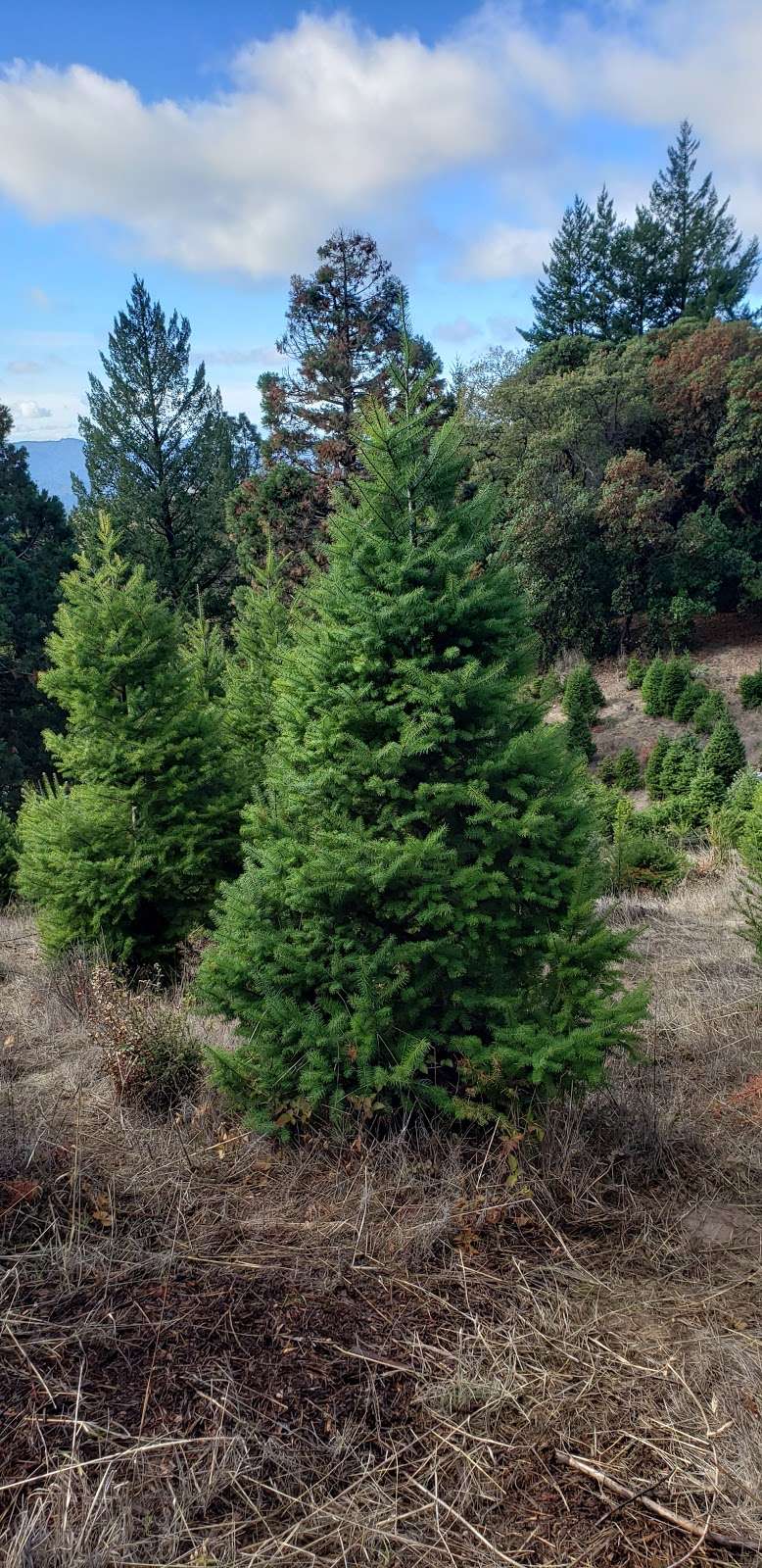 Four Winds Christmas Trees | 19679 Skyline Blvd, Los Gatos, CA 95033, USA | Phone: (408) 399-9020