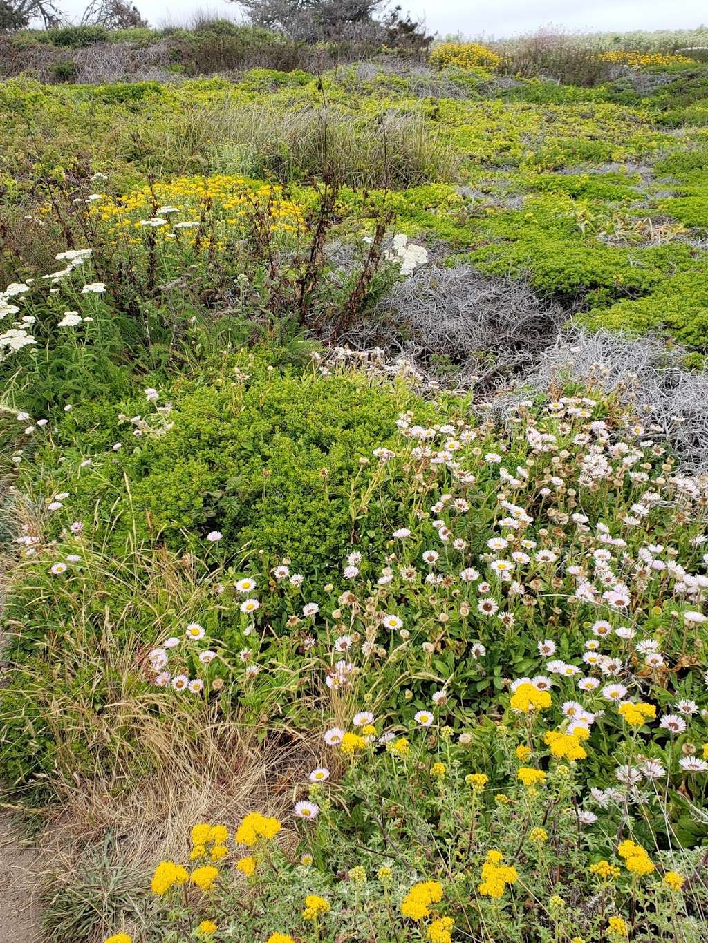 Hwy 1 & Wavecrest Rd | Half Moon Bay, CA 94019, USA