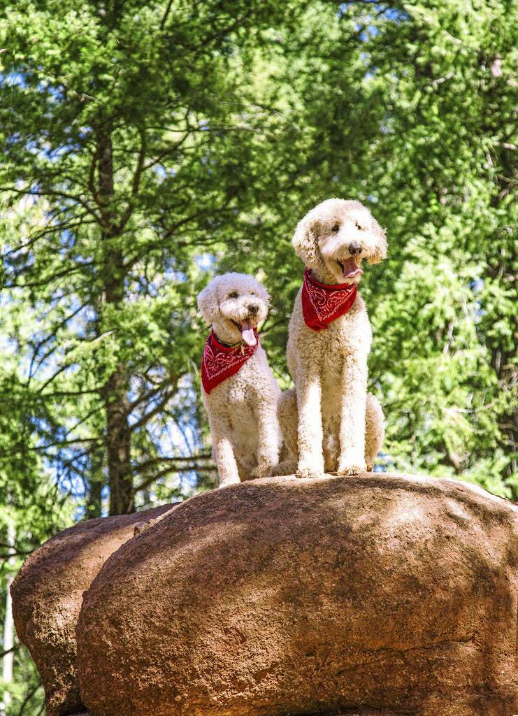 RED ROCKS GROUP CAMPGROUND | Red Rocks Campground Rd, Woodland Park, CO 80863, USA | Phone: (719) 636-1602