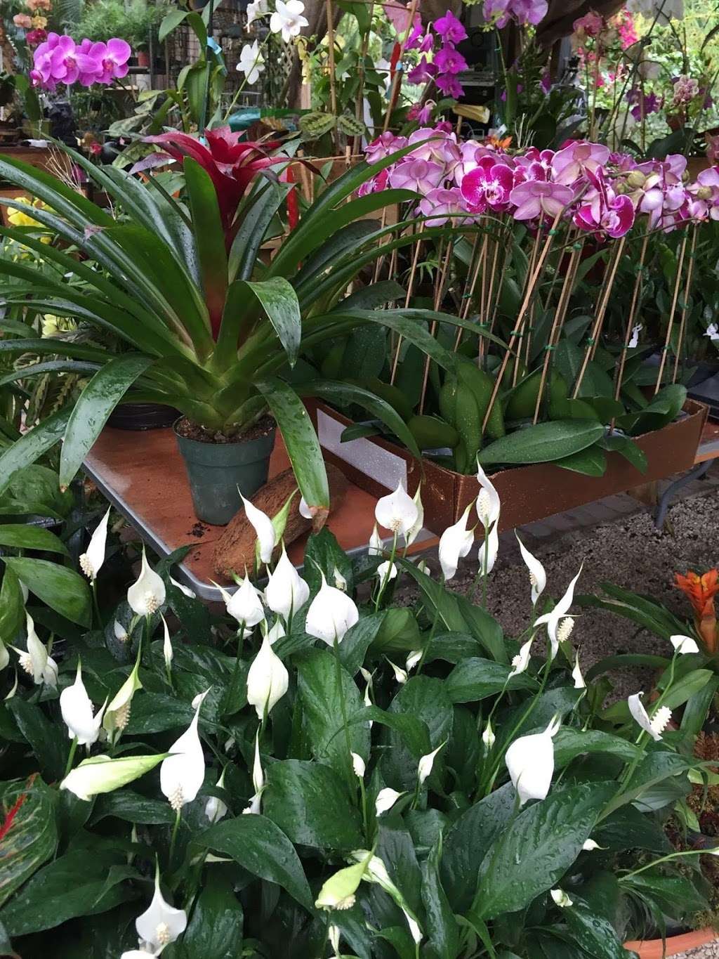 Bamboo And Orchid Gardens | 2325 S Flamingo Rd, Davie, FL 33325, USA | Phone: (954) 931-7733 Bamboo And Orchid Gardens | 2325 S Flamingo Rd, Davie, FL 33325, USA | Phone: (954) 931-7733