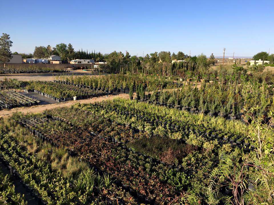 GreenBrush Nursery | 40529 12th St W, Palmdale, CA 93551 | Phone: (661) 266-9137