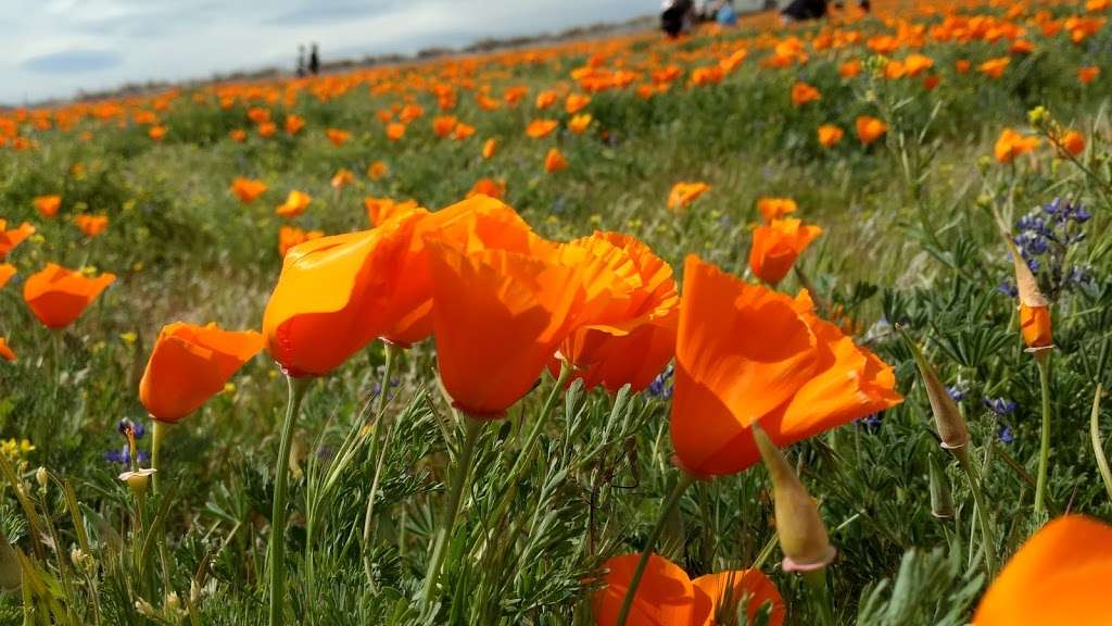 Antelope Valley California Poppy Reserve State Natural Reserve | 15101 Lancaster Rd, Lancaster, CA 93536, USA | Phone: (661) 724-1180