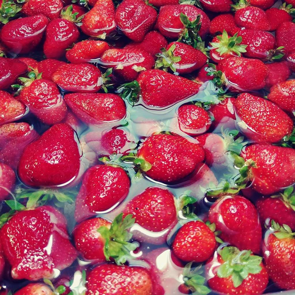 Swann Farms - U-Pick Berries | 7740 Swan Ln, Owings, MD 20736 | Phone: (443) 770-3510