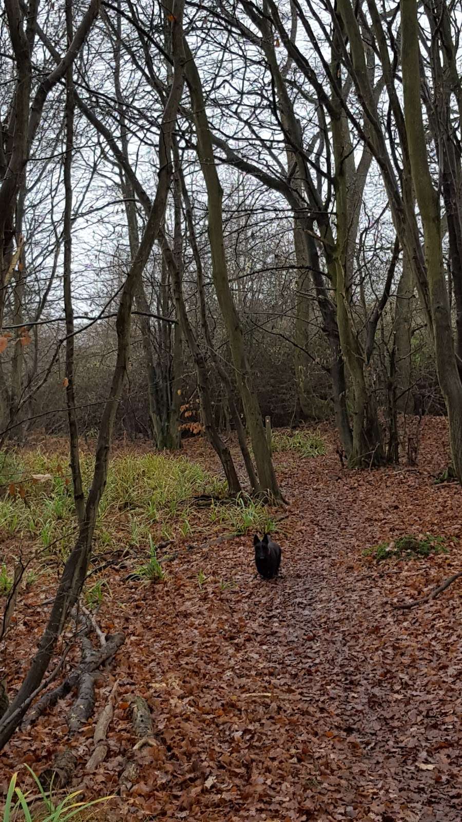 Balls Wood Nature Reserve | Unnamed Road,, Hertford Heath, Hertford SG13 7PZ, UK | Phone: 01727 858901