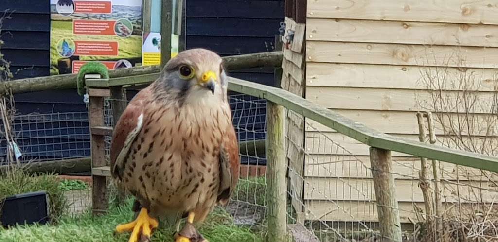 Coda Falconry | Lee Valley Park Farm, Stubbins Hall Lane, Waltham Abbey EN9 2EF, UK | Phone: 07710 969930