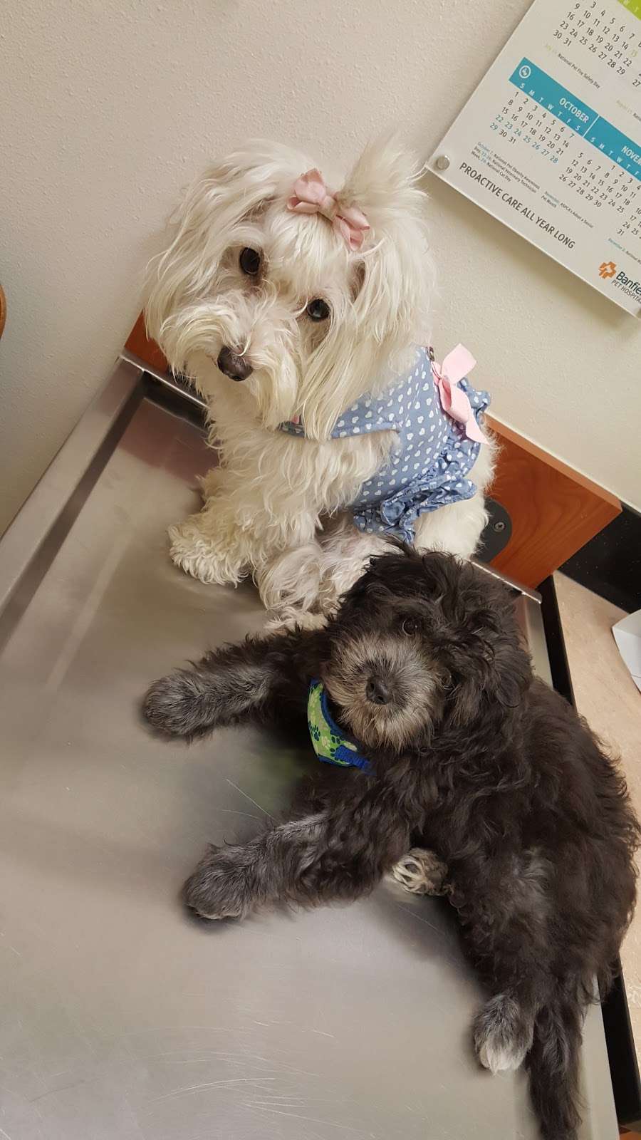 Banfield Pet Hospital | 2840 W Chandler Blvd, Chandler, AZ 85224 | Phone: (480) 814-7636