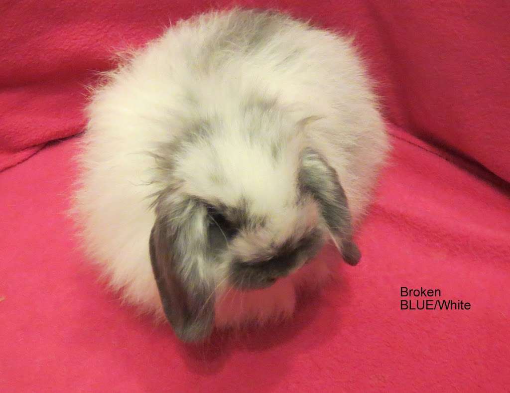 Sweet Dream Tiny Lop Rabbitry | 826 Green Valley Rd, Jackson, NJ 08527 | Phone: (732) 806-7370