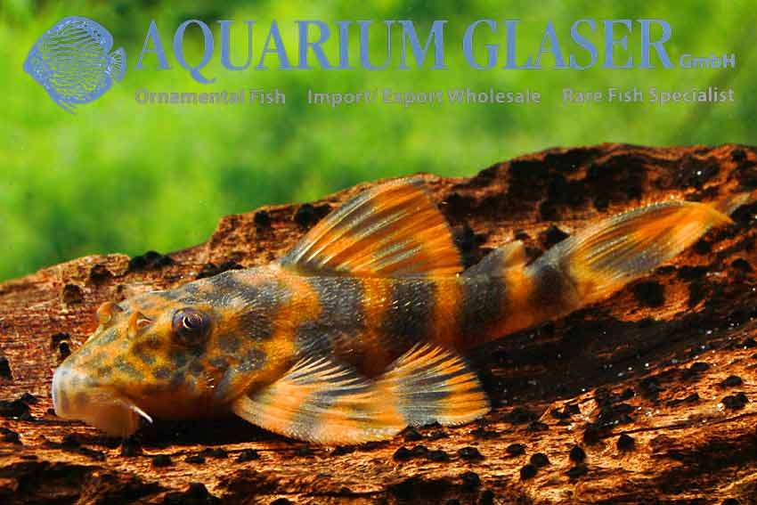 Abacus Aquatics | 168A Halfway St, Sidcup DA15 8DJ, UK | Phone: 020 8302 8000