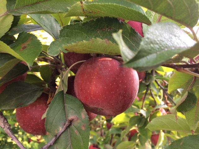 Marker-Miller Orchards | 3035 Cedar Creek Grade, Winchester, VA 22602, USA | Phone: (540) 662-1391