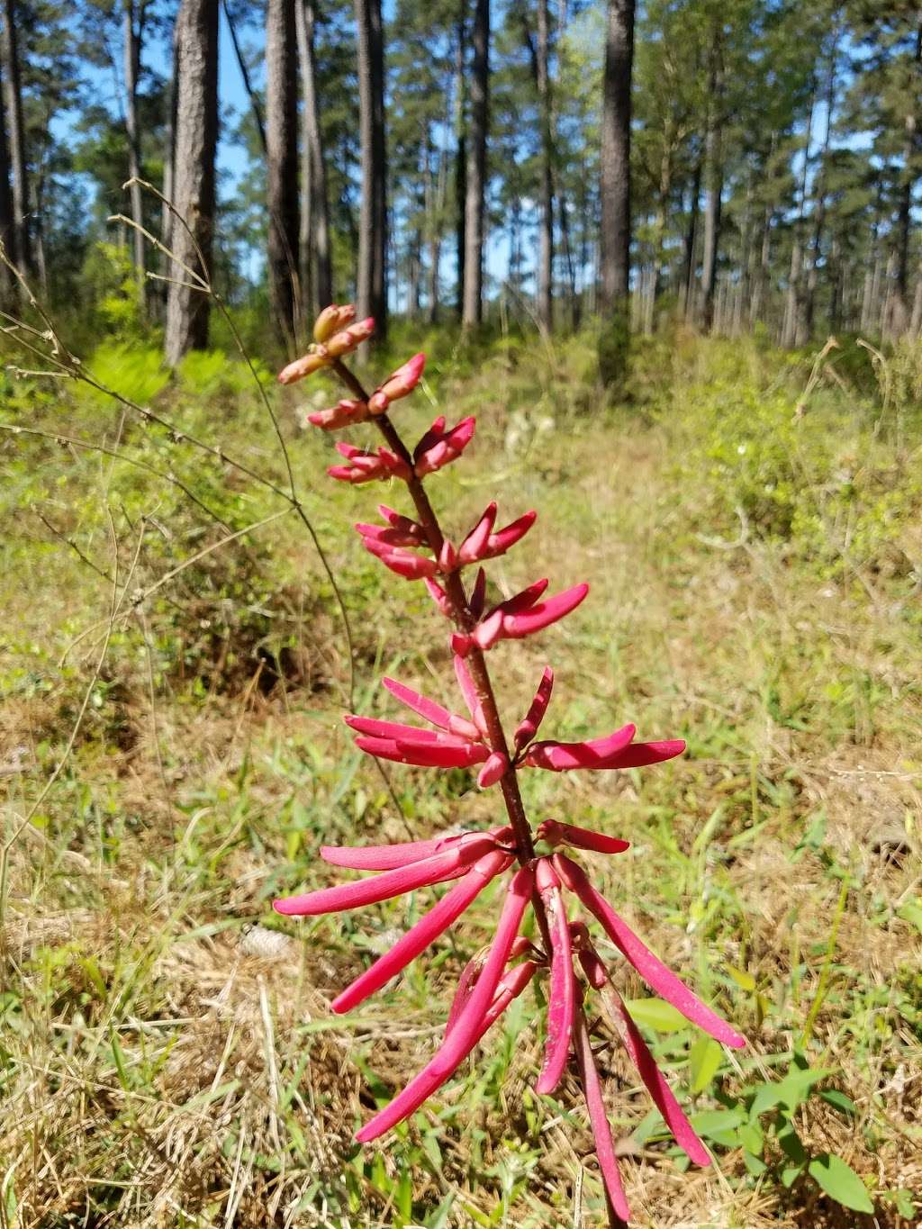 Texas A&M Forest Service | 1328 Farm to Market Rd 1488, Conroe, TX 77384, USA | Phone: (936) 273-2261