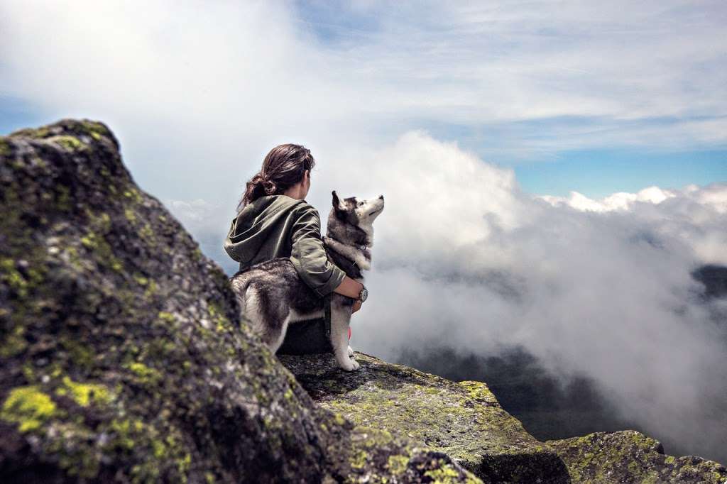 Pet Health Animal Hospital | 8520 W Desert Inn Rd, #1, Las Vegas, NV 89117, USA | Phone: (702) 910-4500