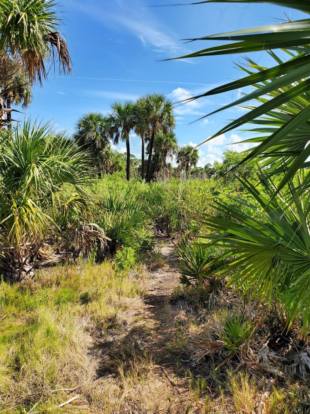 Pine Island Conservation Area | 1655 Pine Island Rd, Merritt Island, FL 32953, USA | Phone: (321) 633-2000