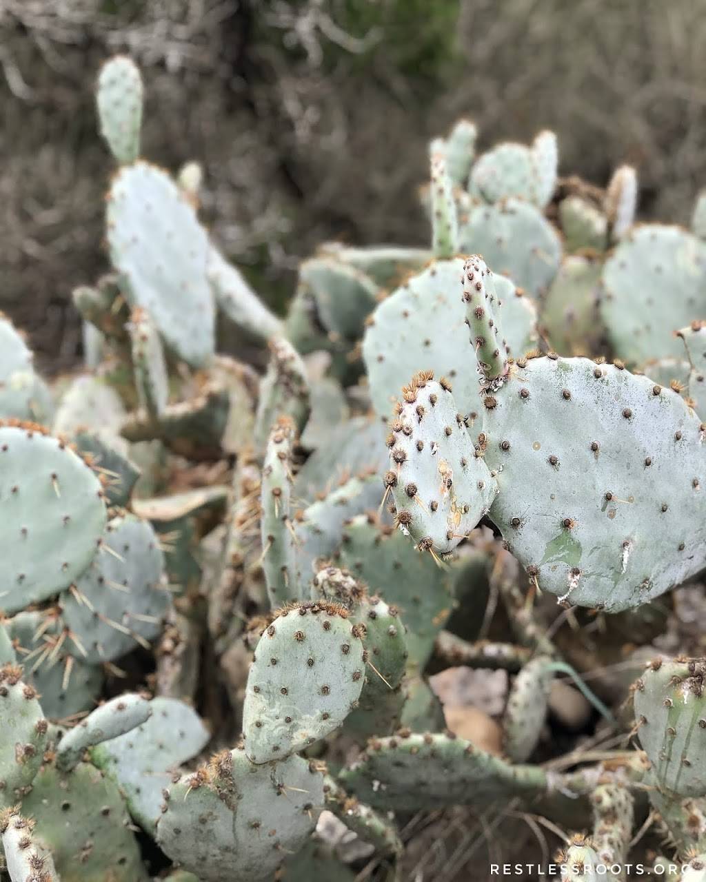 The Terrace Hiking Trail | Vía Fortuna, Austin, TX 78746, USA | Phone: (512) 974-6700